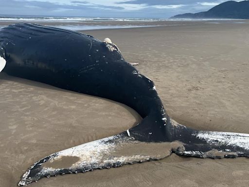 Dead humpback whale washes up on Oregon Coast