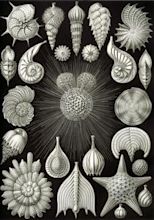 Marine protists