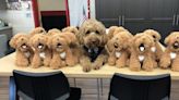 Students hope to share ‘Major’ joy of therapy dog with look-a-like plushes for all