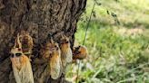 EIU entomologist studying cicadas during massive emergence in Charleston