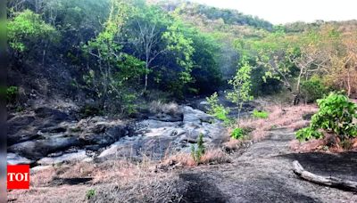 Experts Call for Closure of Gautala Sanctuary Until End of Monsoon Season | Aurangabad News - Times of India