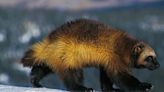 Skier Records Elusive Wolverine Moments Before It Charges Up The Mountain