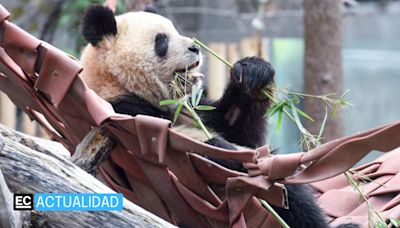 Pareja de pandas gigantes llegó a España desde China