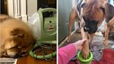 If Having A Dog Is Grosser Than You Anticipated, Here Are 29 Pet Products You’ll Definitely Want