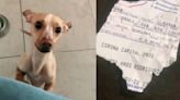 Perro destroza el boleto del Corona Capital de su dueña a unos días del festival