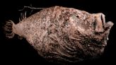 Anglerfish entered the midnight zone 55 million years ago and thrived by becoming sexual parasites