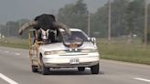 Steer Clear: Shocking video shows police stop man with bull riding shotgun