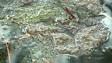 ‘Be aware’: Austin leaders urge caution as toxic algae blooms in local waterways