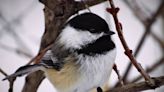 TikTok Is Obsessed with Woman's Joyful Way of Feeding Local Chickadees