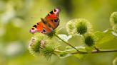 Call for help as butterfly sightings 'at record low' | ITV News