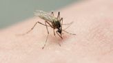 Mosquito season is here; here’s how you can protect yourself