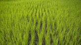 Philippines Agriculture Chief Wants Rice Tariff Cut Shortened