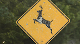 Hendersonville tables idea of culling deer herds to control population