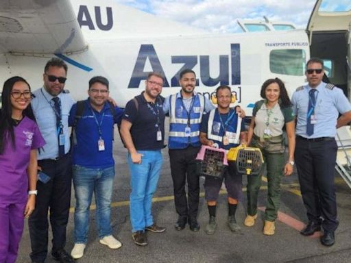 Força-tarefa do ICMBio, Azul e Embratur resgata dois filhotes onças na Amazônia