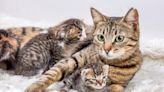 Shelters Raise New Concerns About 'Kitten Season' for 2024