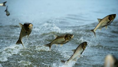 Can invasive carp be kept out of area lakes?