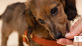 What to know about dog treats, according to vets