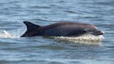 Dolphin in Florida found with deadly bird flu, researchers say