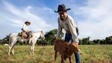 Projeto de pesquisa genética tenta salvar bois pantaneiros da extinção e dobrar a população atual