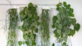 5 clever ways to hang indoor plants - bring your home to life with these lush layering techniques