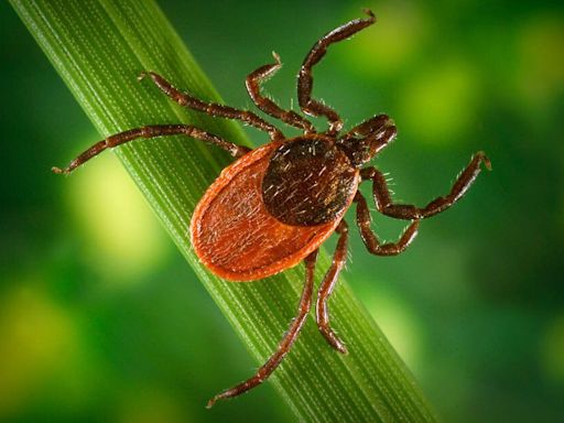 Don't let this be the summer you get Lyme disease: Take Care from Keystone Health