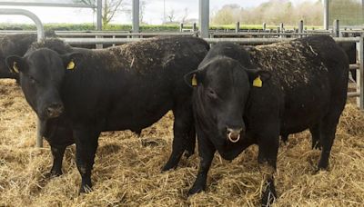 Late calvers are starting to cause us problems – but buying an Angus bull should sort them out