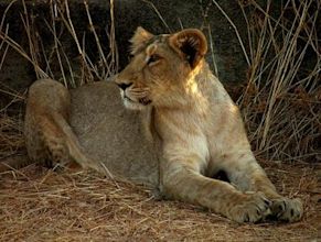 Asiatic lion