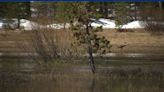 Sandhill Cranes documented in the Tahoe Basin