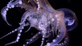 Scientists captured a stunning photo of two glass octopuses intertwined. They might be having deep-sea sex.