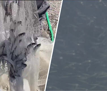 Large swarm of anchovies surround Santa Cruz Wharf