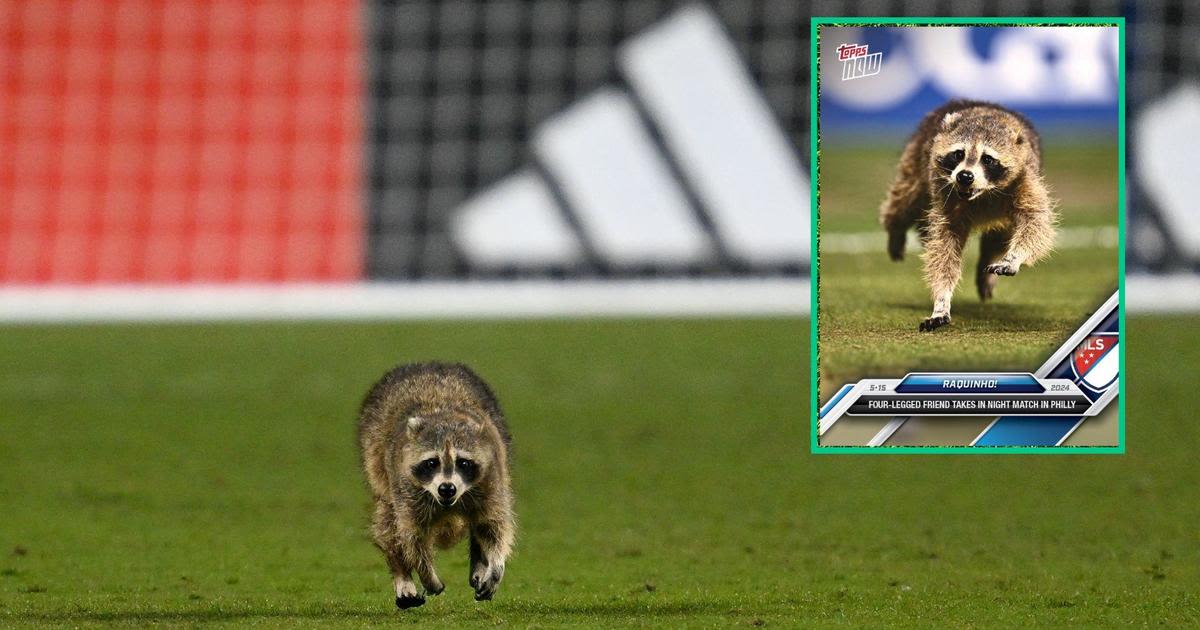 Raccoon who stole the show at Philadelphia Union-NYCFC match gets his own trading card