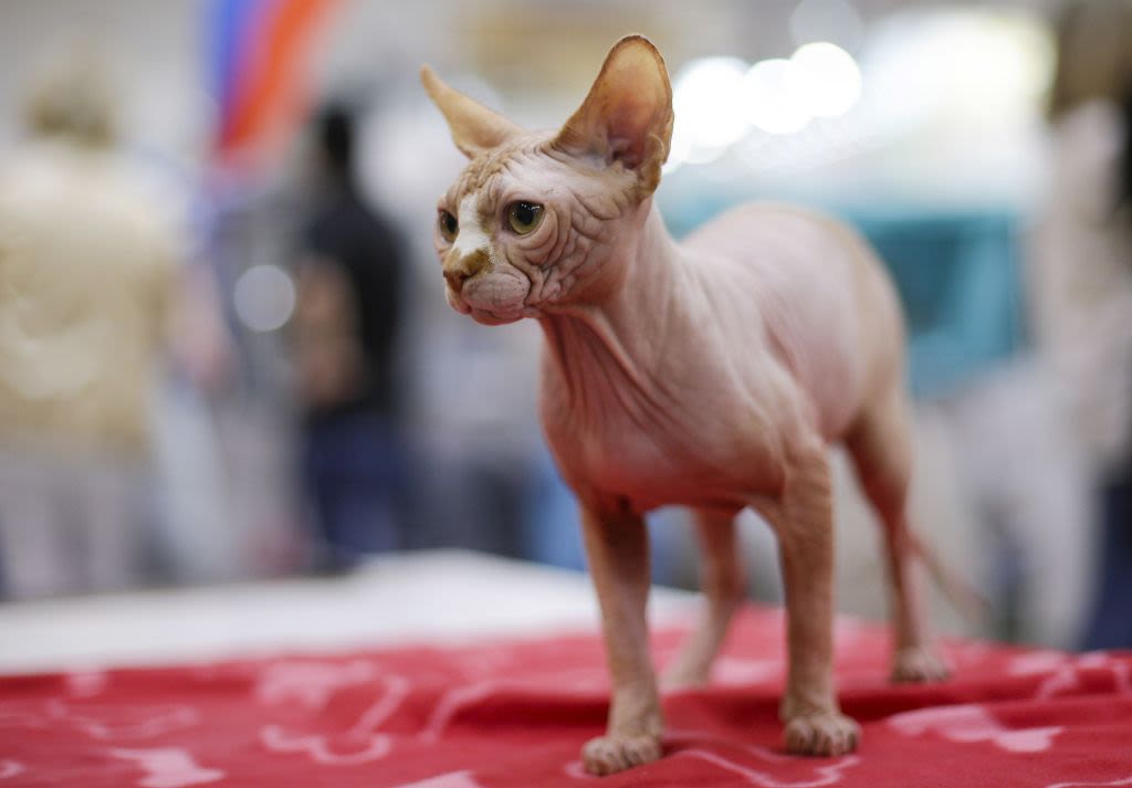 This popular cat breed has a much shorter lifespan than others, new research shows