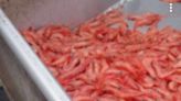 Listuguj Mi'gmaq Government calls for moratorium on shrimp fishery in Gulf of St. Lawrence