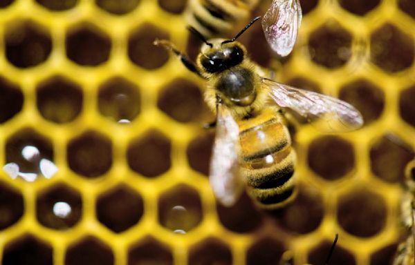 Vermont governor vetoes bill to restrict pesticide that is toxic to bees, saying it's anti-farmer