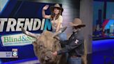 Watch: Bull visits FOX 8 ahead of upcoming rodeo