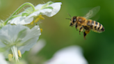 Clark County Fire Department offers bee safety information