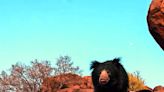 Hampi Wildlife Encounters: Bears and Leopards Stir Concerns