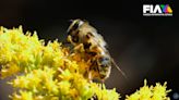 'Las abejas se enfrentan a amenazas': DocuFIA explica su importancia en el planeta