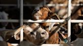 No kidding: About 150 goats take to Austin hike-and-bike trails to rid areas of poison ivy