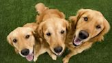 466 Golden Retrievers Met in Scotland to Celebrate Breed