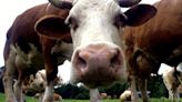 Mad cow disease confirmed on UK farm as urgent restrictions put in place