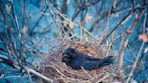 Bird Confusing Police in Britain by Mimicking Sirens | 107.5 The Big Buck | Kristina