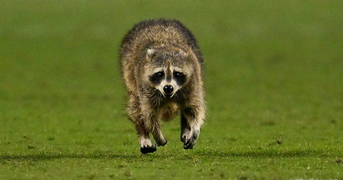 Raccoon invades field and dodges trash can-wielding officials at soccer game