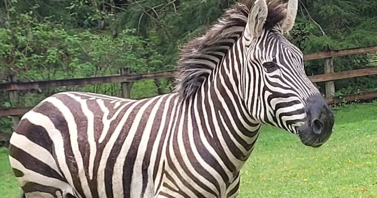 As WA zebra search continues, officials ask people to stop crowding area