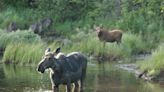 Alaskan Photographer Killed By Cow Moose: "This Was Not a Hapless Fool Stumbling Into Danger"