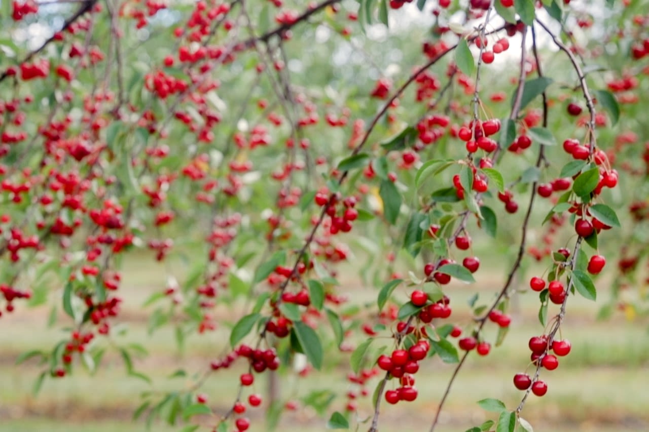 Will the cherry become Michigan’s state fruit? Lawmakers considering it