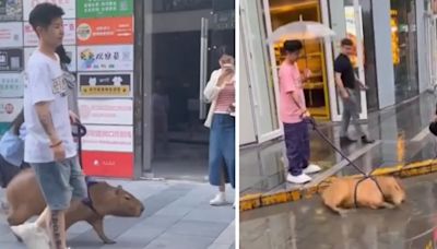 Video: un joven aprovechó la lluvia y sacó a pasear a su carpincho por la ciudad | Por las redes