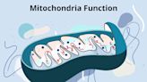 Mitochondria Function in Humans