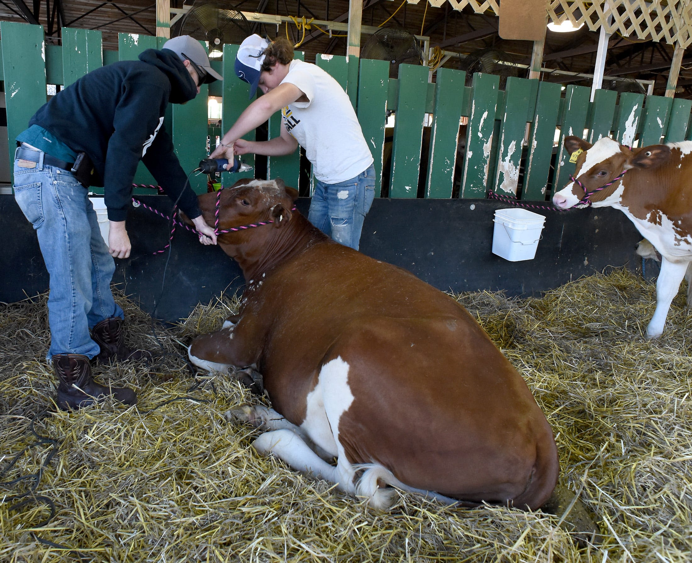 Michigan’s top agricultural leader cautiously optimistic about bird flu in state