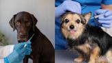 Una veterinaria explicó los signos de alerta que debemos prestar atención al vacunar a tu perro
